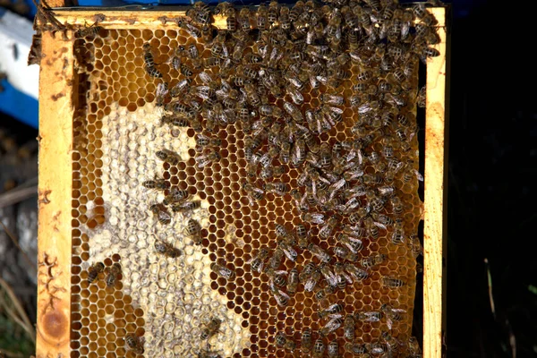 Пчеловодство Пчеловоды Берут Мед Пчелиных Ульев Хвойных Деревьев — стоковое фото