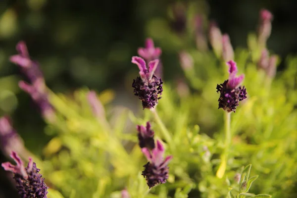 Eine Selektive Fokusaufnahme Von Lebendigem Lavendel Auf Einem Feld — Stockfoto
