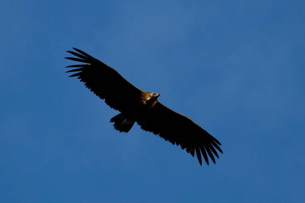 Tiro Bajo Ángulo Buitre Cinéreo Volando Contra Cielo Azul —  Fotos de Stock