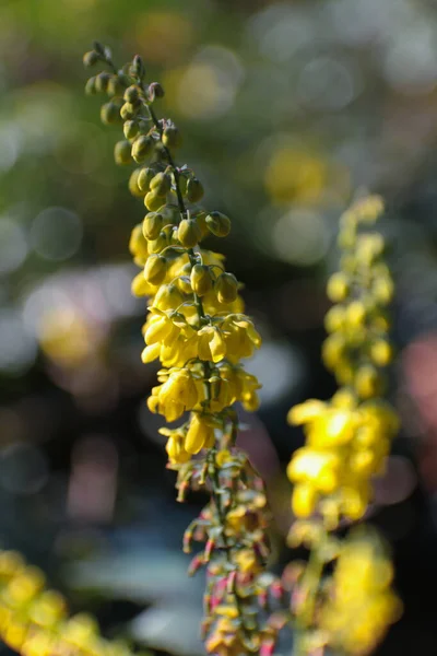 Вертикальный Снимок Жёлтых Цветов Клевера — стоковое фото