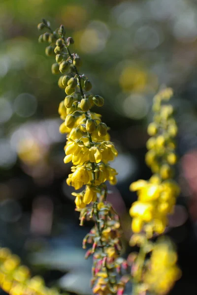 Vertical Shot Yellow Clover Flowers — Stock Photo, Image