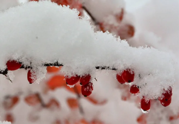 Красивый Снимок Шиповника Ветке Покрытой Снегом — стоковое фото