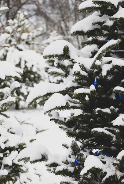 Ein Schöner Schuss Winter Garten — Stockfoto