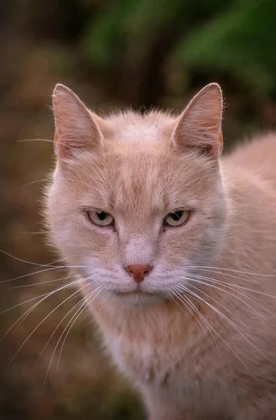 Primo Piano Verticale Gatto — Foto Stock