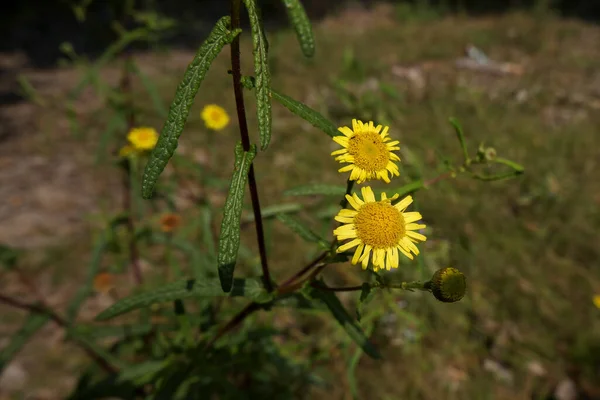 Primo Piano Denti Leone Nel Parco — Foto Stock