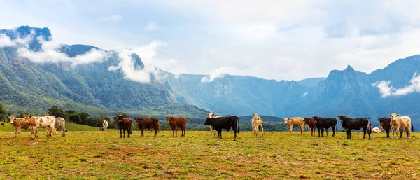 Eine Panoramische Aufnahme Weidender Kühe Vor Dem Hintergrund Grüner Berge — Stockfoto