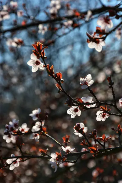 Tiro Vertical Galhos Árvore Com Flores Brancas Bonitas Sobre Eles — Fotografia de Stock