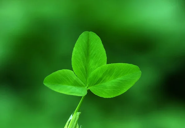 Yeşil Yonca Yaprağının Yakın Plan Çekimi — Stok fotoğraf