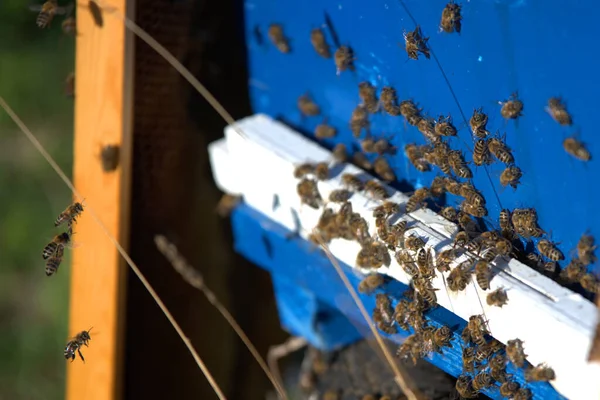 Méhészet Méhészek Elveszik Méz Méhkaptárak Tűlevelű Fák Méhészet — Stock Fotó