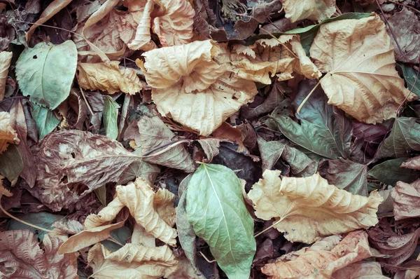 Closeup Shot Colorful Autumn Leaves Ground — Stock Photo, Image