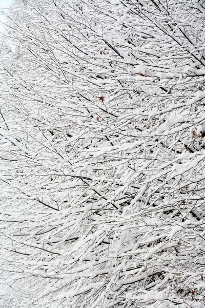 Eine Vertikale Aufnahme Von Ästen Und Zweigen Die Mit Schnee — Stockfoto