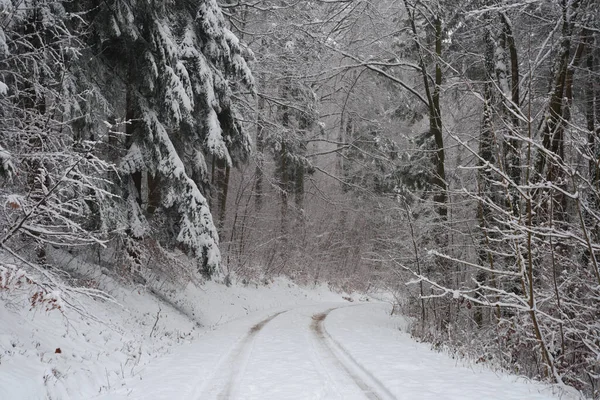 Vacker Utsikt Över Snötäckt Väg Omgiven Träd — Stockfoto