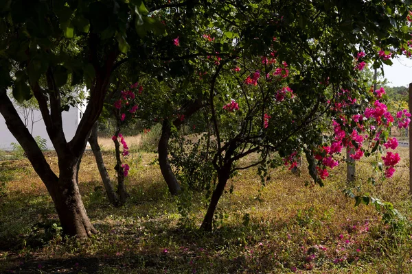 Eine Nahaufnahme Von Bougainvillea — Stockfoto