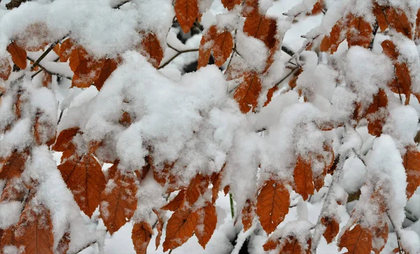 Krásný Záběr Zasněžených Listů Větvi — Stock fotografie