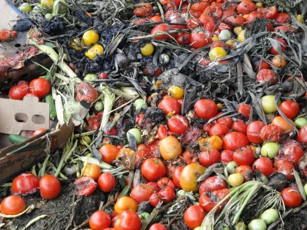 已经过期的番茄正在等待被加工成沼气 — 图库照片