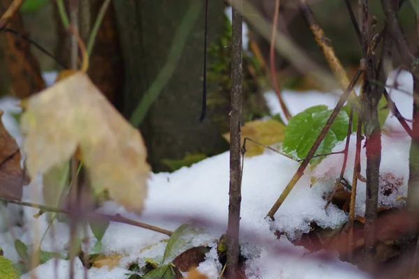 Lovitură Closeup Podea Pădure Înghețată Frunze — Fotografie, imagine de stoc