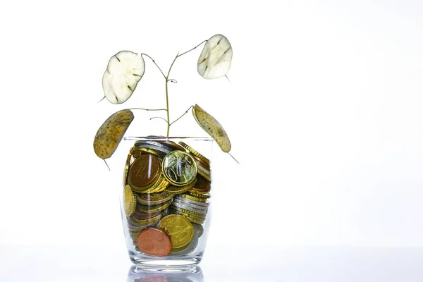Una Planta Creciendo Una Taza Llena Monedas Sobre Fondo Blanco —  Fotos de Stock
