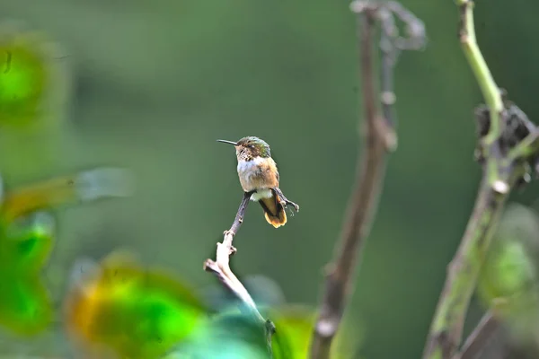 Une Mise Point Sélective Joli Colibri Volcan Perché Sur Brindille — Photo