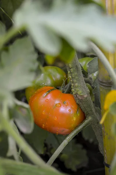 Een Selectieve Focusshot Van Tomaten Die Groeien Een Moestuin — Stockfoto