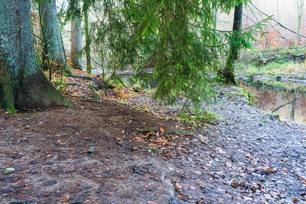 Bosque Odenthal Árboles Junto Arroyo Otoño —  Fotos de Stock