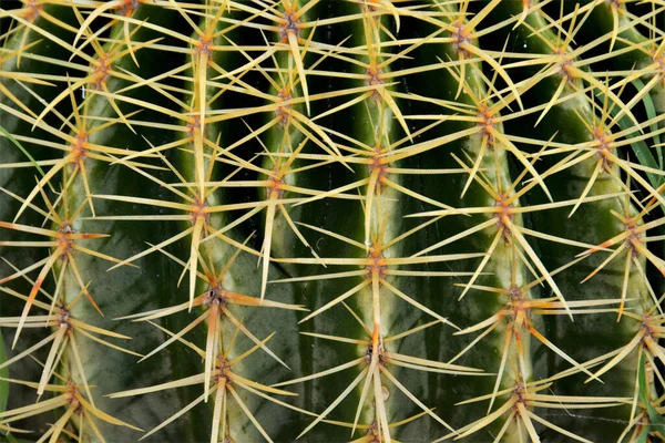 Cactus Barril Una Planta Ornamental Endémica México Textura Sin Costuras — Foto de Stock