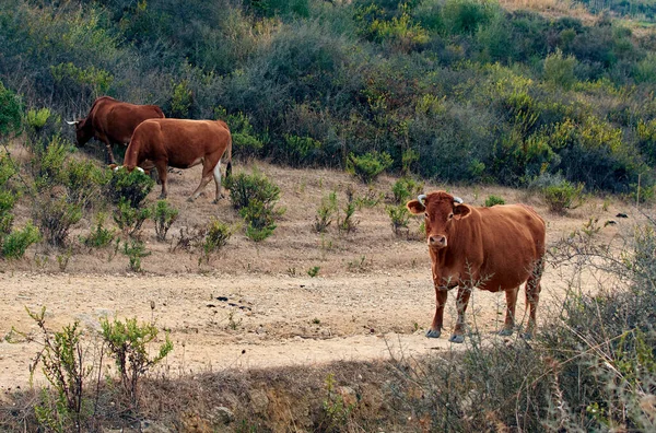 Hermoso Tiro Vacas Marrones Campo — Foto de Stock