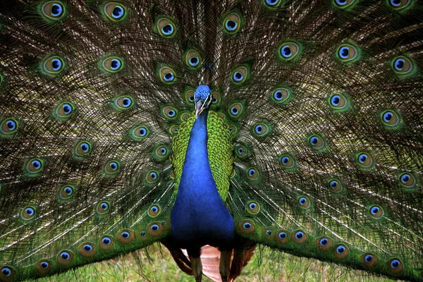 Close Bela Cauda Pavão — Fotografia de Stock