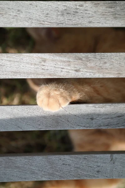 可愛い子猫の足の垂直ショット — ストック写真