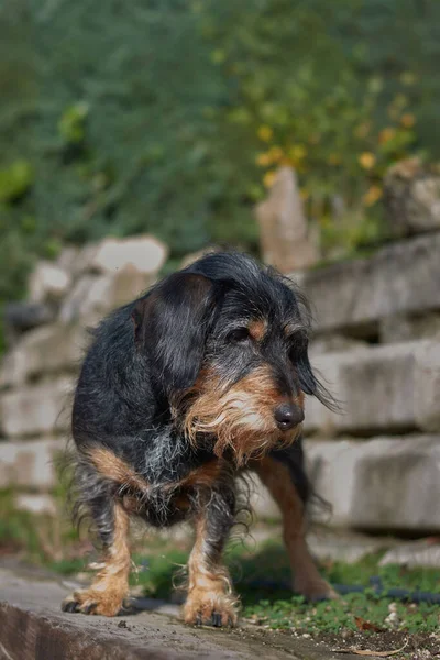 Colpo Verticale Soffice Sporco Simpatico Cane Lunatico Nella Natura Fronte — Foto Stock