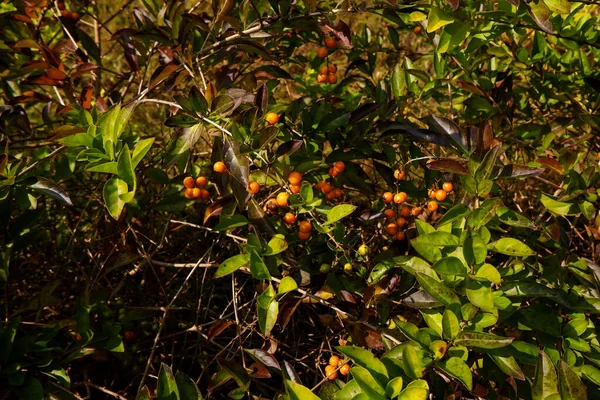 Closeup Shot Sea Buckthorns — Stock Photo, Image