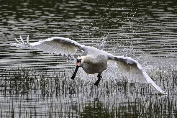 Vit Svan Som Simmar Sjö Med Torra Buskar — Stockfoto