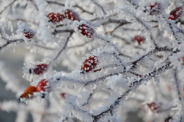 Fagyasztott Rosa Canina Ágak Szelektív Fókuszálása — Stock Fotó