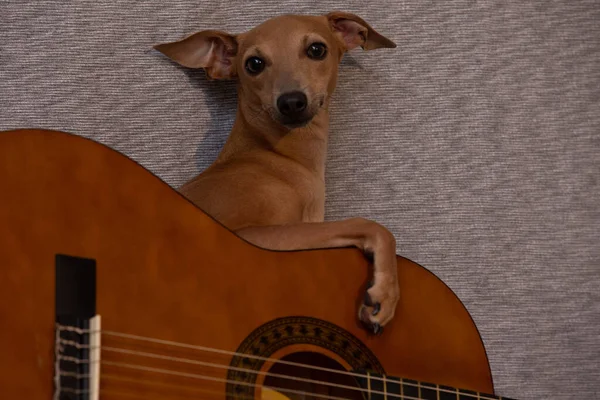 Kahverengi Komik Bir Talyan Greyhound Köpeği Gitar Ile Poz Veriyor — Stok fotoğraf