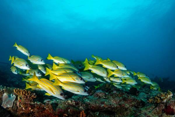 Bluestripe Snapper Maledives Divesafari Tauchsafari — Stock Photo, Image