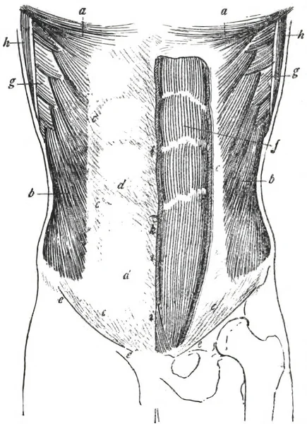 Przednia Ściana Brzucha Anatomia Topograficzna — Zdjęcie stockowe