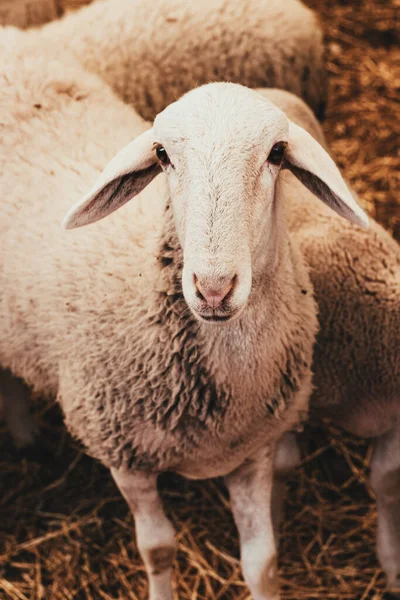 Eine Vertikale Aufnahme Eines Schafes — Stockfoto