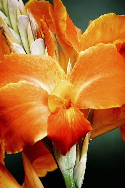 Dikey Konserve Çiçeği Görüntüsü — Stok fotoğraf