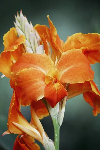 Colpo Verticale Fiore Canna — Foto Stock