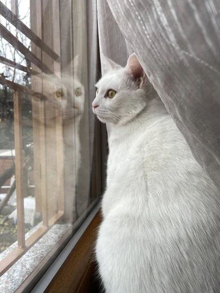 Pencerede Beyaz Bir Avrupalı Kedinin Dikey Görüntüsü — Stok fotoğraf