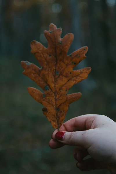 Eine Vertikale Aufnahme Einer Weiblichen Hand Die Herbstblatt Auf Verschwommenem — Stockfoto