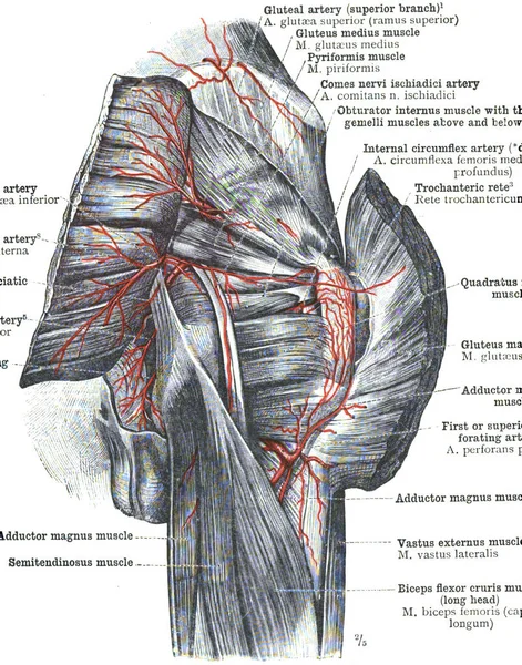 Anatomía Región Glútea Sobre Fondo Blanco —  Fotos de Stock