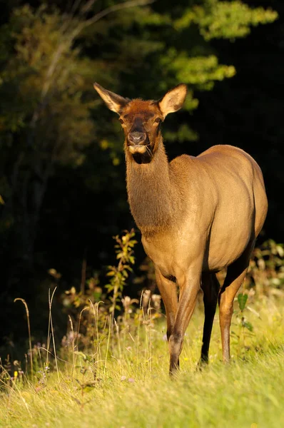 Selective Focus Shot Elk Prince Albert National Park Saskatchewan Canada — Stock Photo, Image