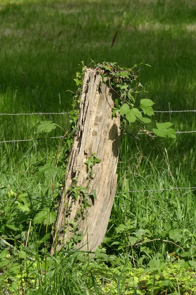 Plan Vertical Une Vieille Clôture Bois Altérée Fixée Aide Fils — Photo