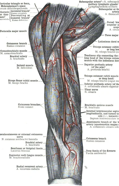 Anatomía Arteria Femoral Con Información Detallada Sobre Fondo Blanco —  Fotos de Stock
