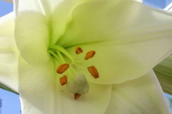 Närbild Blommande Vit Lilja Makro — Stockfoto