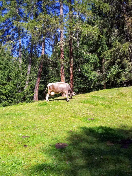 Eine Vertikale Aufnahme Einer Grasenden Kuh Lüsen Südtirol — Stockfoto