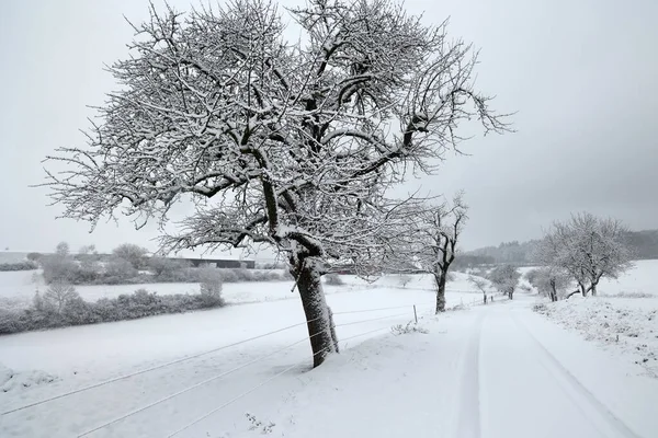 Eine Verschneite Straße Die Winter Von Schneebedeckten Bäumen Umgeben Ist — Stockfoto