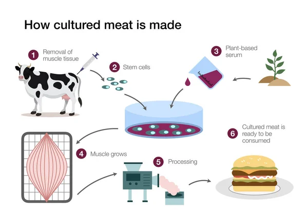 Infográfico Que Explica Processo Produção Carne Artificial Sem Matar Animais — Fotografia de Stock