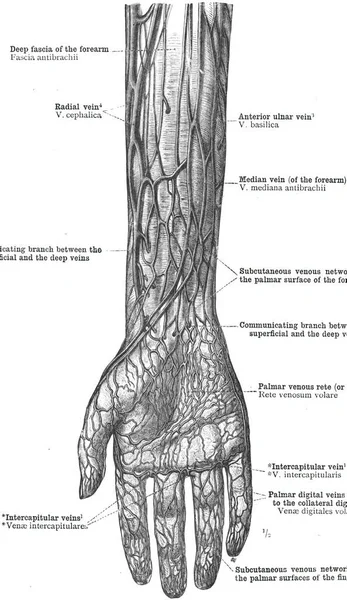 Den Anatomi Handen Ven Vit Bakgrund — Stockfoto