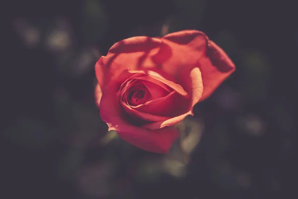 Gros Plan Une Rose Rouge Sur Fond Flou — Photo